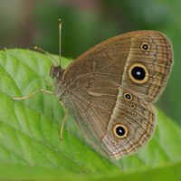 himejyanome_P5233906 (2).jpg - 38,961Bytes